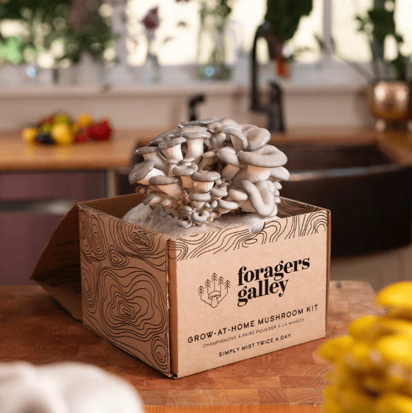 GROW-AT-HOME MUSHROOM KIT, Blue Oyster — by Foragers Galley
