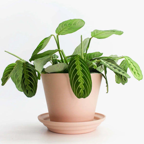 ANDY PLANT POT - Pink — by Josie Daisy