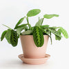 ANDY PLANT POT - Pink — by Josie Daisy