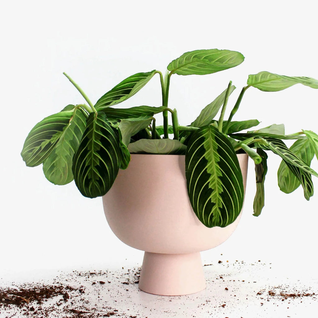 ALEX PLANT POT MEDIUM - Pink — by Josie Daisy