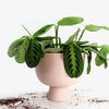 ALEX PLANT POT MEDIUM - Pink — by Josie Daisy