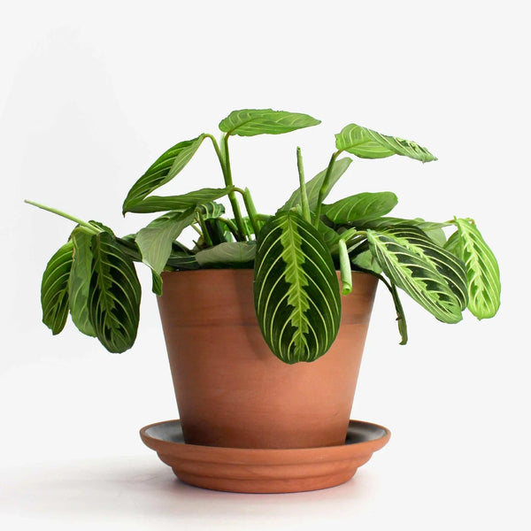 ANDY PLANT POT - Terra Cotta — by Josie Daisy