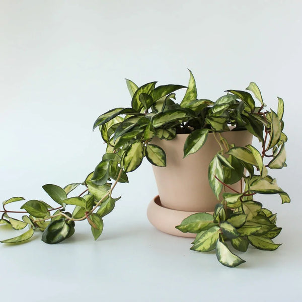 ANDY V2 PLANT POT - Pink — by Josie Daisy
