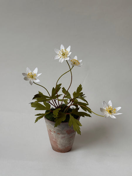 PAPER FLOWERS - Anemonoides nemorosa — by Atelier Nature Morte