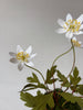 PAPER FLOWERS - Anemonoides nemorosa — by Atelier Nature Morte