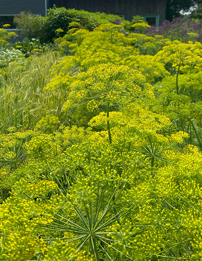 SEEDS (Multiple varieties) — by La Société Des Plantes