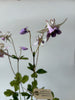 PAPER FLOWERS - Purple Aquilegia — by Atelier Nature Morte