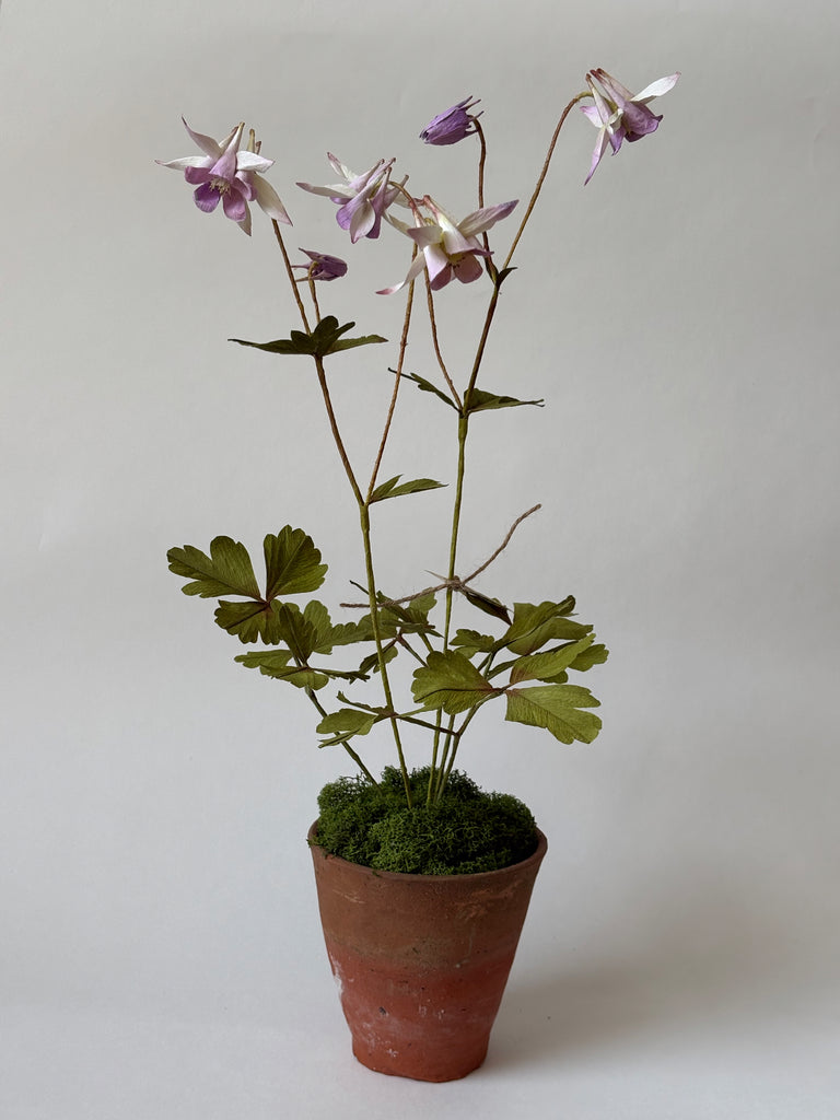 PAPER FLOWERS - Purple Aquilegia — by Atelier Nature Morte