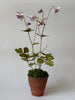 PAPER FLOWERS - Purple Aquilegia — by Atelier Nature Morte