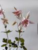 PAPER FLOWERS - Pink Aquilegia — by Atelier Nature Morte