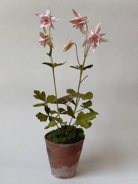 FLEURS DE PAPIER - Aquilegia rose — par Atelier Nature Morte