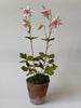 PAPER FLOWERS - Pink Aquilegia — by Atelier Nature Morte