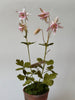 PAPER FLOWERS - Pink Aquilegia — by Atelier Nature Morte