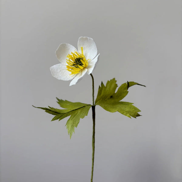 PAPER FLOWER, CRAFT KIT - Canada Anemone — by Atelier Nature Morte