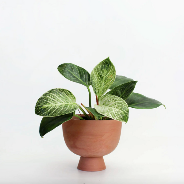 POT EN CÉRAMIQUE ALEX MOYEN - Terra Cotta — par Josie Daisy