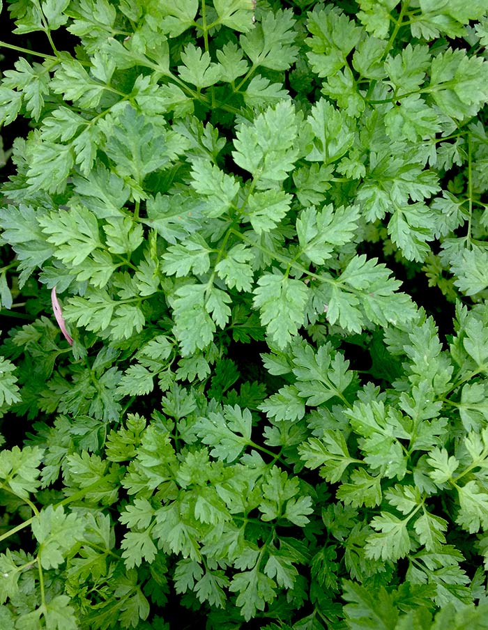 SEMENCES (Plusieurs variétés) — par La Société des Plantes