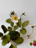 PAPER FLOWERS - Fragaria vesca — by Atelier Nature Morte