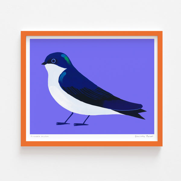 HIRONDELLE BICOLORE, 8" x 10" — by Charlotte Parent