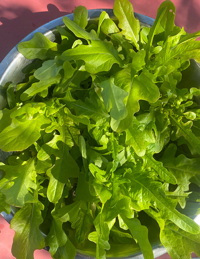SEMENCES (Plusieurs variétés) — par La Société des Plantes