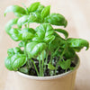 GENOVESE BASIL SEEDS in Compostable Mini Pot – by Mano Verde