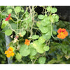NASTURTIUM BLEND SEEDS in Compostable Mini Pot – by Mano Verde