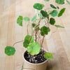 NASTURTIUM BLEND SEEDS in Compostable Mini Pot – by Mano Verde