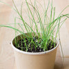 CHIVES SEEDS in Compostable Mini Pot – by Mano Verde
