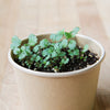 ALPINE STRAWBERRY SEEDS in Compostable Mini Pot – by Mano Verde