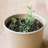 LAVENDER SEEDS in Compostable Mini Pot – by Mano Verde