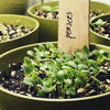 EDIBLE VIOLA SEEDS in Compostable Mini Pot – by Mano Verde