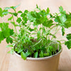 PARSLEY SEEDS in Compostable Mini Pot – by Mano Verde