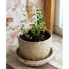 THYME SEEDS in Compostable Mini Pot – by Mano Verde
