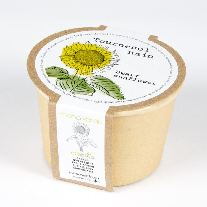 DWARF SUNFLOWER SEEDS in Compostable Mini Pot – by Mano Verde