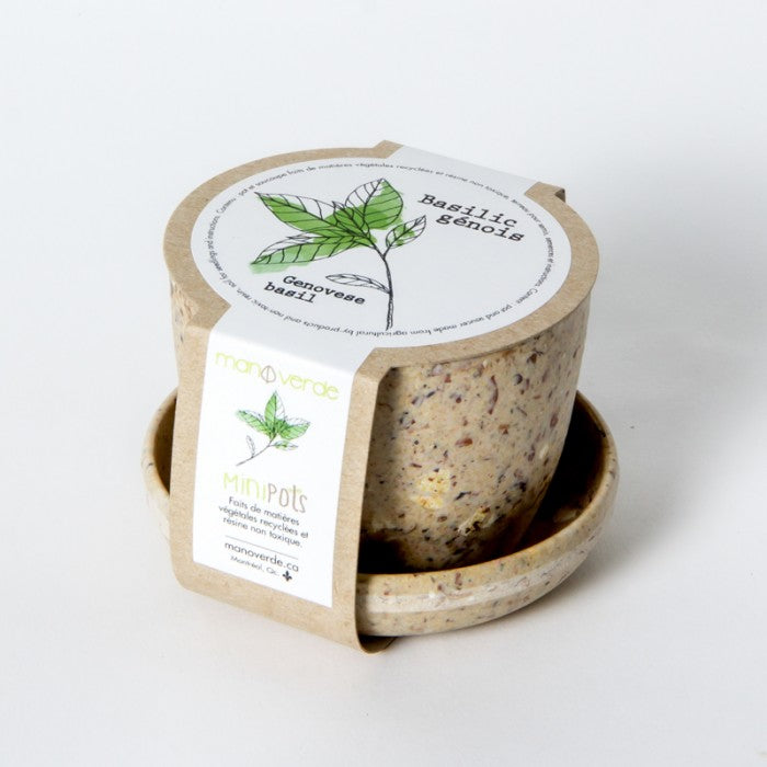 GENOVESE BASIL SEEDS in Recycled Fibers Mini Pot – by Mano Verde
