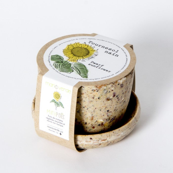 GRAINES DE TOURNESOL NAIN dans Mini Pot de Fibres Recyclées – par Mano Verde