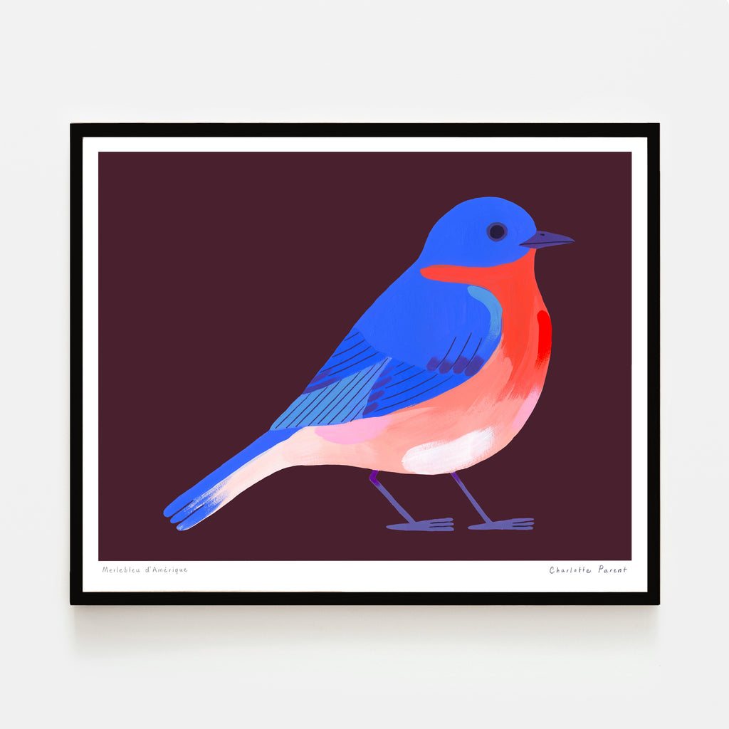 MERLE BLEU D’AMÉRIQUE, 8" x 10" — by Charlotte Parent