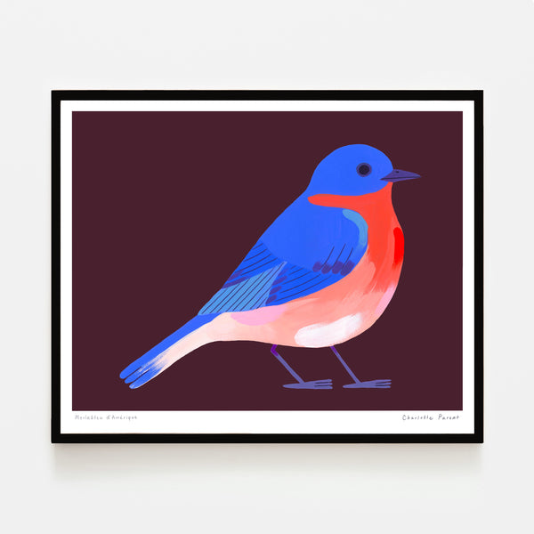MERLE BLEU D’AMÉRIQUE, 8" x 10" — by Charlotte Parent