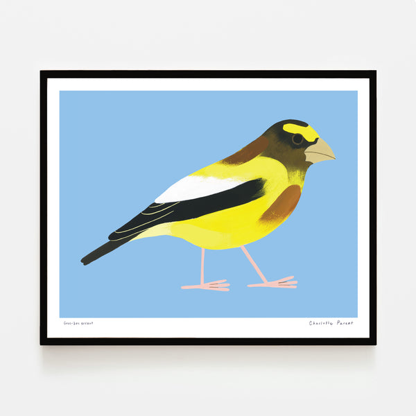 GROS-BEC ERRANT, 10" x 8" — by Charlotte Parent