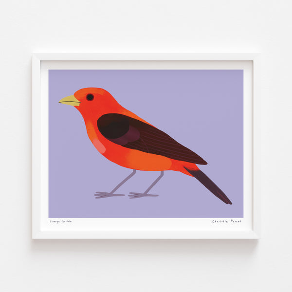 PIRANGA ÉCARLATE, 10" x 8" — by Charlotte Parent