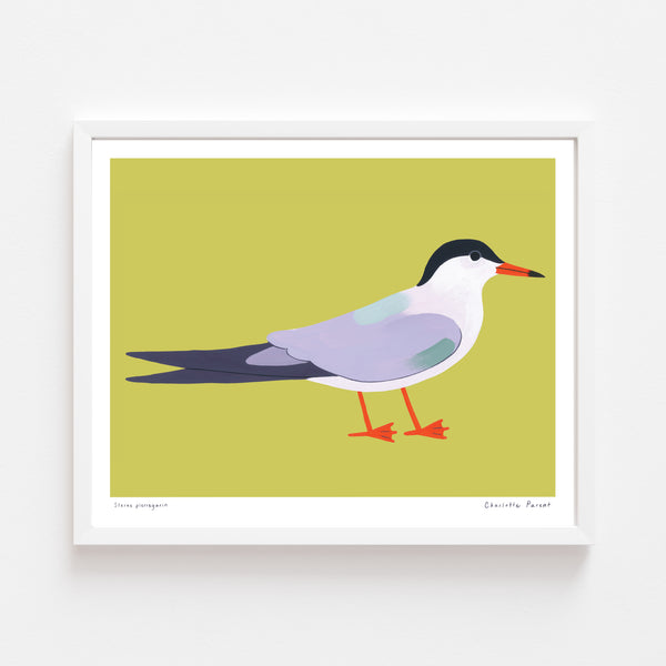 STERNE PIERREGARIN, 10" x 8" — by Charlotte Parent