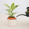 PAULITA, Self-Watering Pot (Multiple colors) — by Pepin