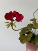 PAPER FLOWERS - Red Pelargornium — by Atelier Nature Morte