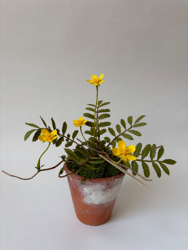 PAPER FLOWERS - Potentilla Anserina — by Atelier Nature Morte