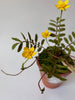 PAPER FLOWERS - Potentilla Anserina — by Atelier Nature Morte