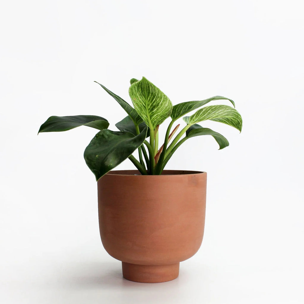 RUDY PLANT POT MEDIUM - Terra Cotta — by Josie Daisy