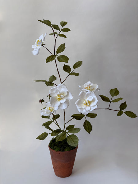 PAPER FLOWERS - Rosa arvensis — by Atelier Nature Morte