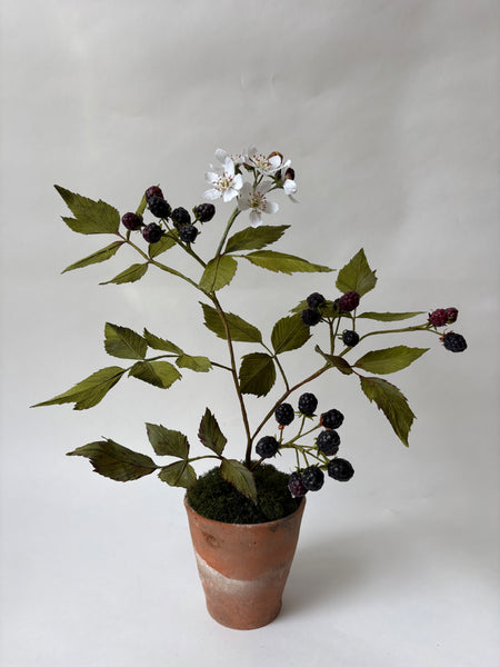 PAPER FLOWERS - Rubus canadensis — by Atelier Nature Morte
