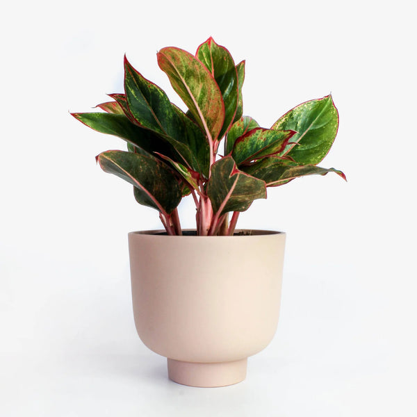 RUDY PLANT POT MEDIUM - Pink — by Josie Daisy