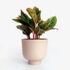 RUDY PLANT POT MEDIUM - Pink — by Josie Daisy