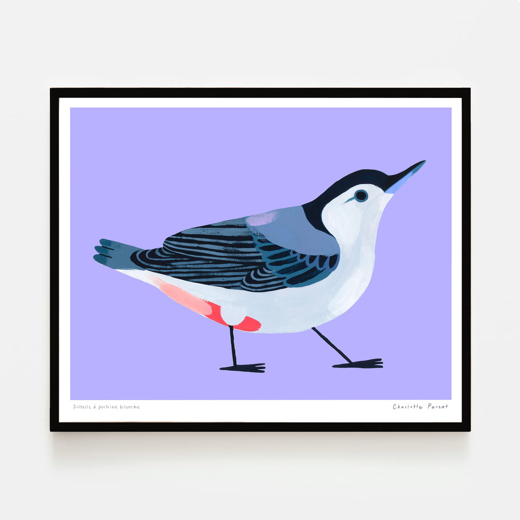 SITTELLE À POITRINE BLANCHE, 8" x 10" — by Charlotte Parent